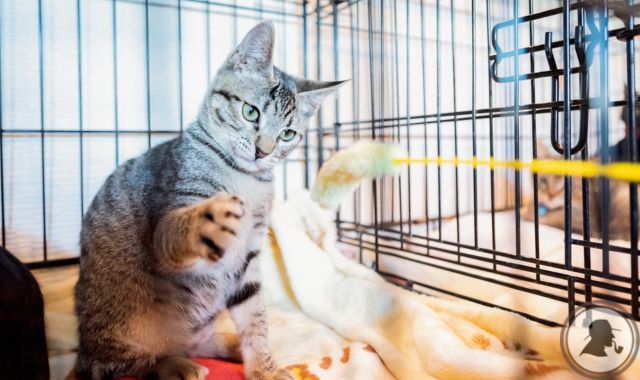 長野の猫探し